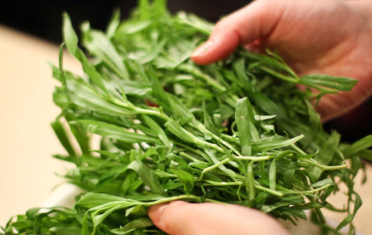 Трава тархун - лечебные свойства и противопоказания