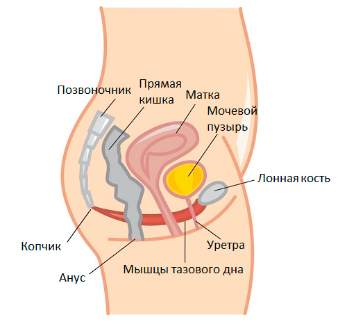 Упражнение Кегеля для мужчин и женщин для укрепления мышц любви