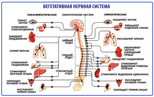 Что такое вегето-сосудистая дистония и как ее лечить