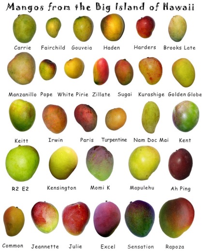 Экзотический фрукт манго: описание, полезные свойства