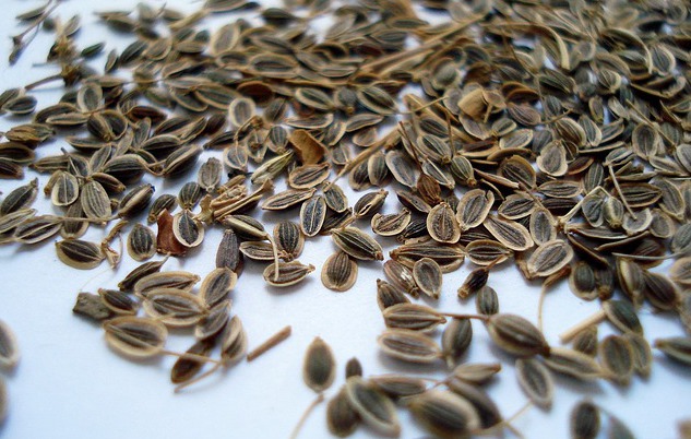 Чем полезны семена укропа для здоровья, и как их применять