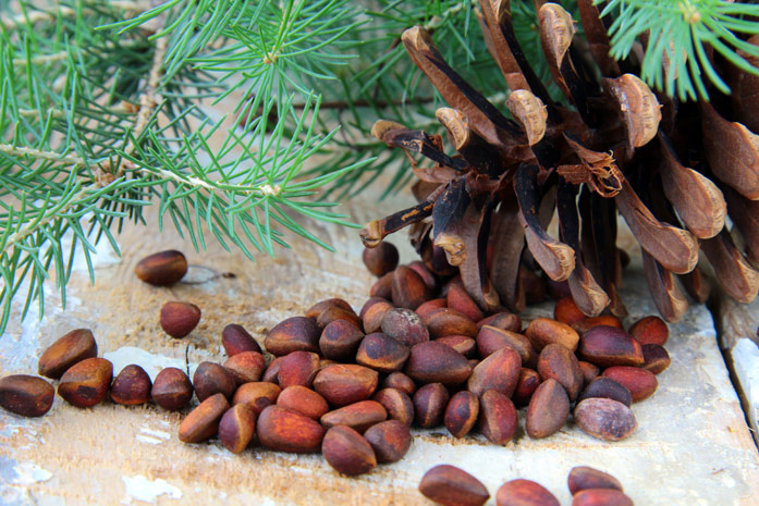 Чем полезны кедровые орехи для организма женщин и мужчин?