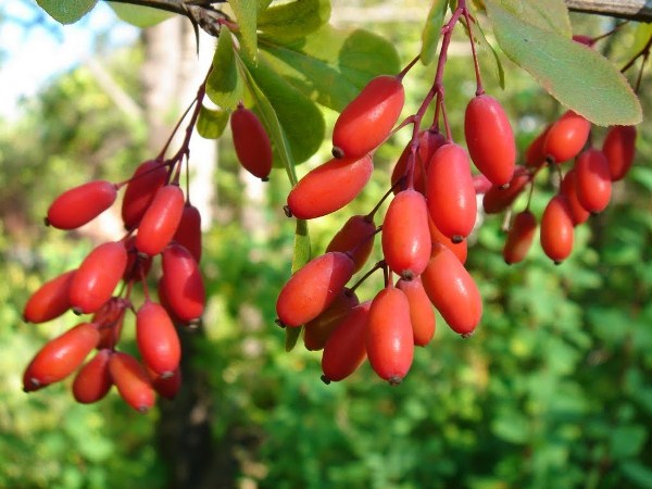 Кизил -  недооценённая ягода, с незаурядными свойствами
