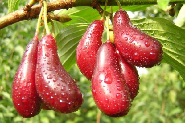 Кизил -  недооценённая ягода, с незаурядными свойствами