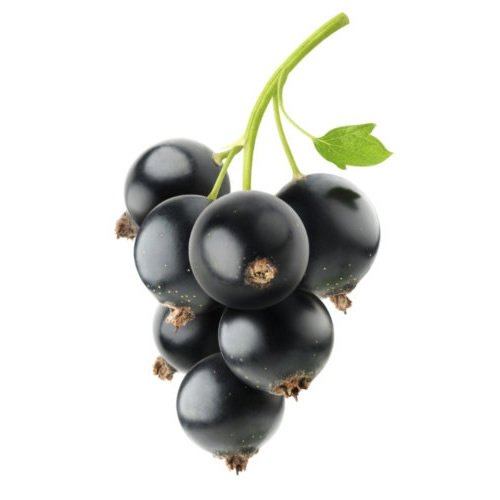Черная смородина - ягода вечной молодости