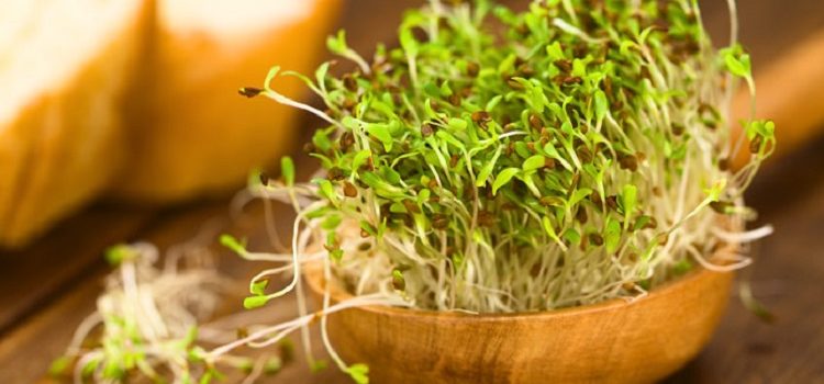 Целебное растение — люцерна, ее полезные свойства и противопоказания
