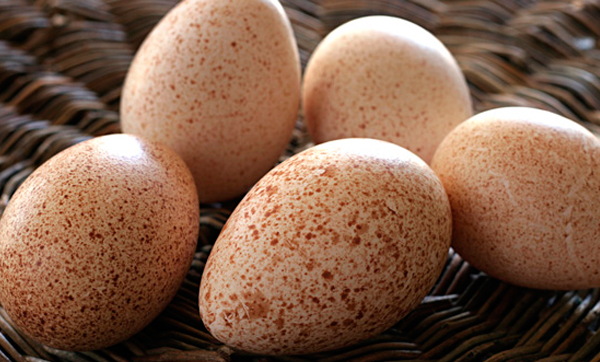 Вкусные и питательные — индюшиные яйца: расскажем о пользе и вреде непривычного продукта