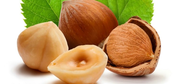 Орехи фундук: польза и вред для здоровья и способы употребления