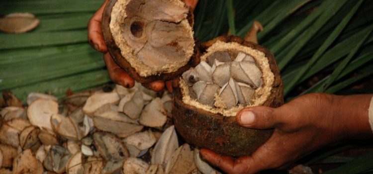 Необычный бразильский орех: польза и вред для женщин семян дерева Бертолетия