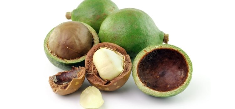 Австралийский лекарь: полезные свойства ореха макадамия и масла из него