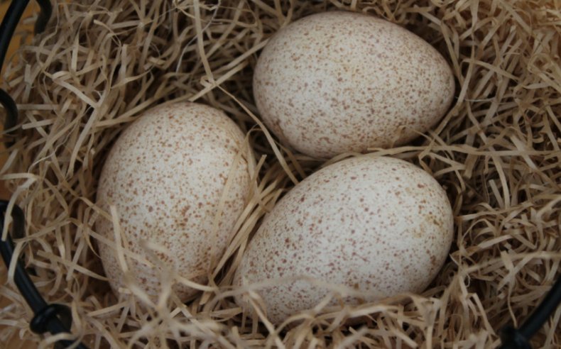 Вкусные и питательные — индюшиные яйца: расскажем о пользе и вреде непривычного продукта