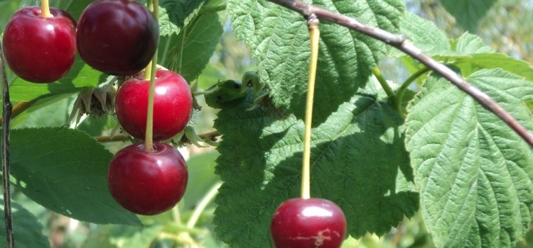 Как применяют целебные листья вишни, их полезные свойства и противопоказания