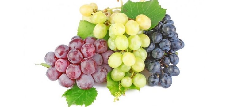 Виноград и его польза и вред для человеческого организма, нормы употребления и сферы использования