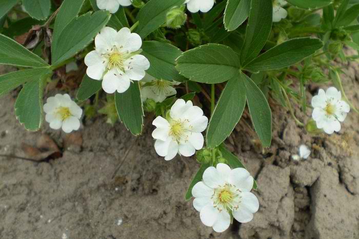 Уникальное растение — белая лапчатка, расскажем о ее полезных свойствах, содержании ценных веществ и противопоказаниях