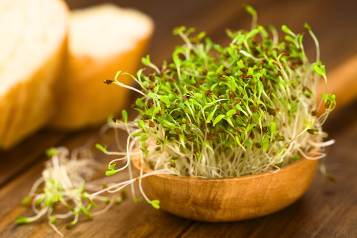 Целебное растение — люцерна, ее полезные свойства и противопоказания