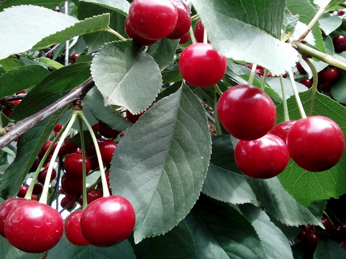 Как применяют целебные листья вишни, их полезные свойства и противопоказания