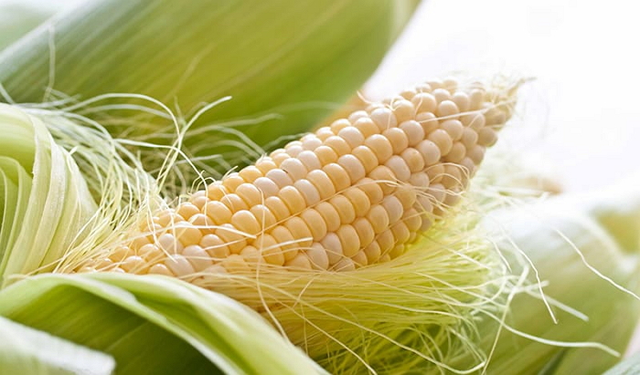 Кукурузные рыльца - лечебные свойства, применение в народной медицине