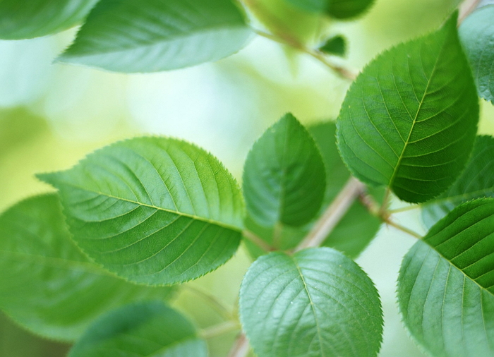 Листья вишни - лечебные свойства, применение в народной медицине