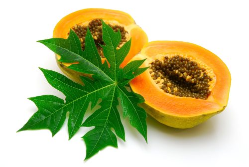 Листья папайи - лечебные свойства, применение в народной медицине
