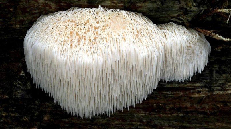 Гериций гребенчатый - лечебные свойства необычного гриба