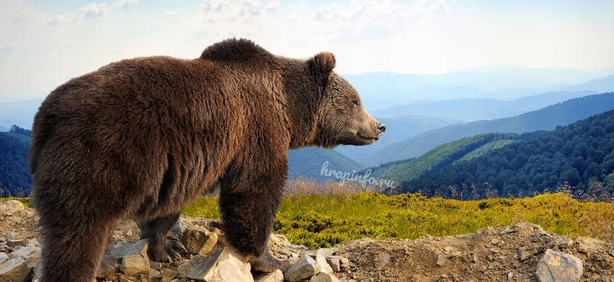 Хронотип Медведь